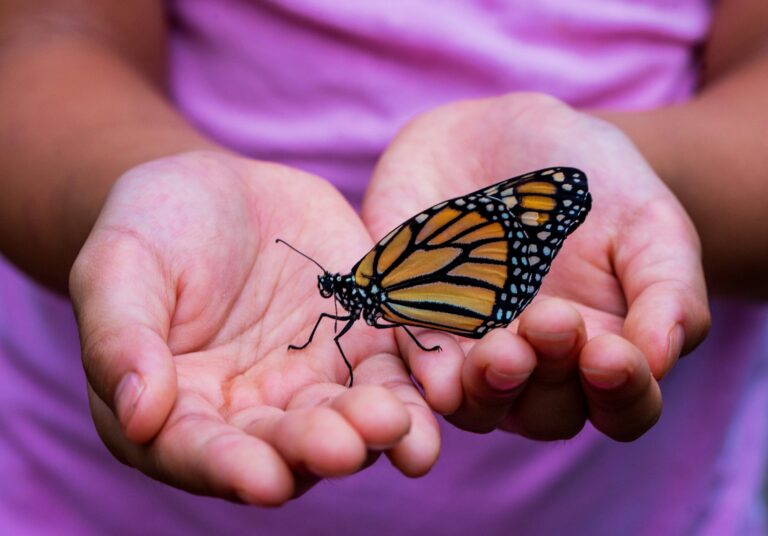butterfly on hands
